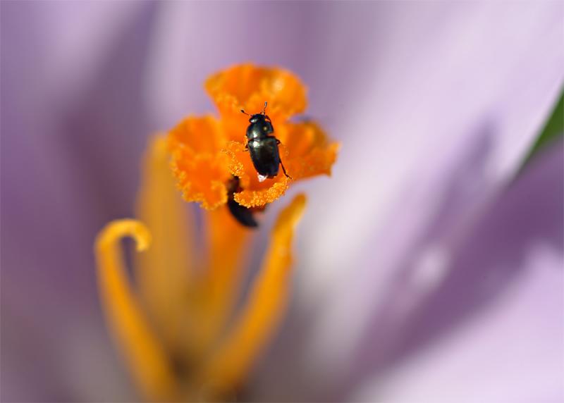 Bug in crocus #2