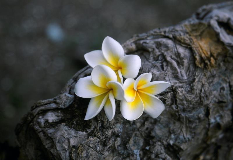 Strong Scented Flowers Off The Tree