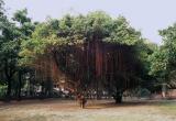 Interesting Tree In Buddha Park