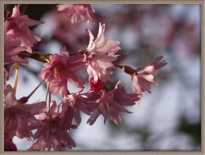 u42/seebee/medium/27681019.P4063131Cherry.jpg