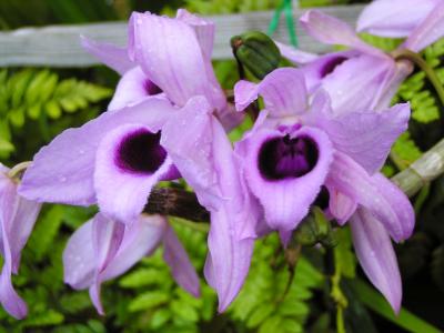 Honohono Orchid
