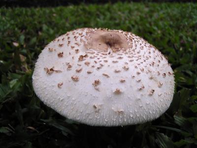 Mushroom, to eat or not to eat