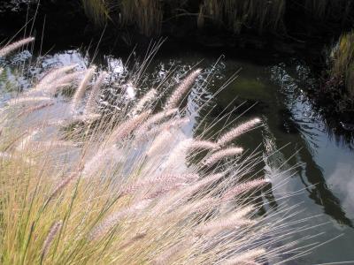 Fountain Grass, (Pennisetum setaceum)