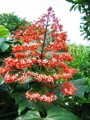 Pyramid Flower