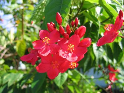 Jatropha