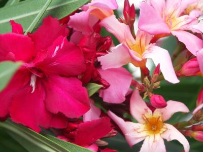 Red and Pink Oleander