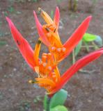 Heliconia Sassy