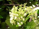 Allspice (pimento) blossoms (Pimenta Dioica)