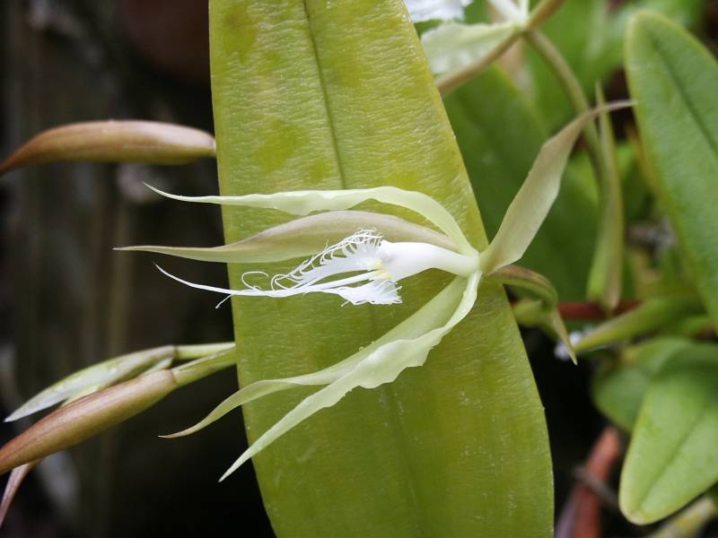 Goats Beard