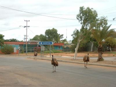A Three Emu Town