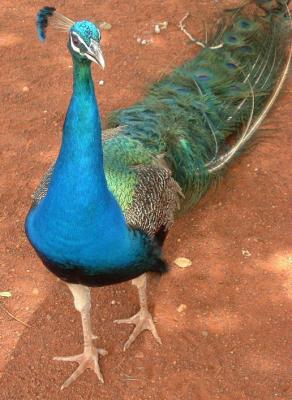 Roadhouse Peacock