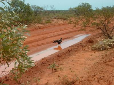 Wedge Tailed Eagle