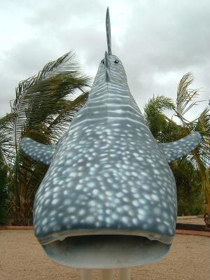The Only Whale Shark I Got To See