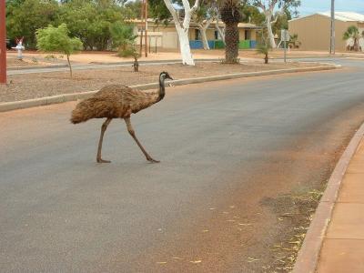 Why Did The Emu Cross The Road