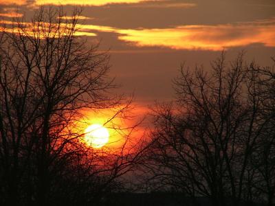 Through the Trees