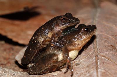 spring peeper pair amplexing