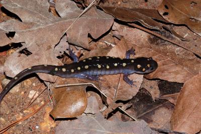 Ambystoma maculatum (spotted salamander), Benton county, Arkansas