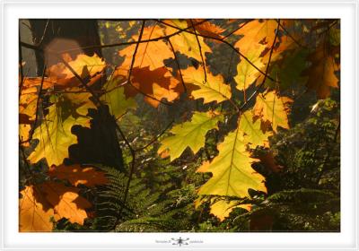 FORESTS NEARBY  0001.jpg