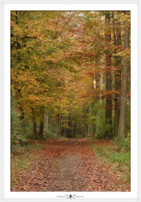 FORESTS NEARBY  0003.jpg