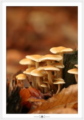 FORESTS NEARBY  0004.jpg