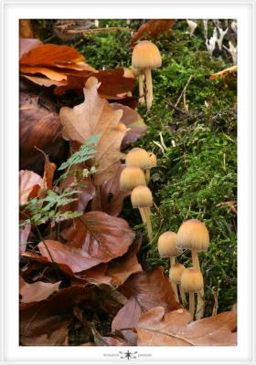 FORESTS NEARBY  0005.jpg