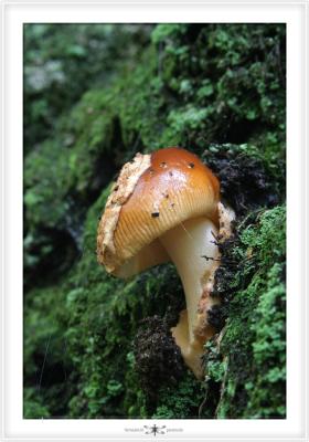 FORESTS NEARBY  0009.jpg