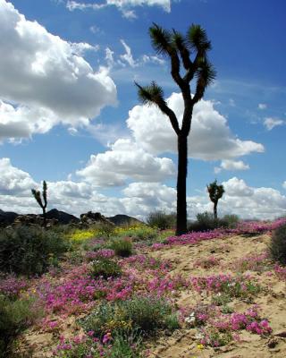 Desert Spring.jpg