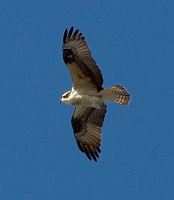 Osprey.jpg