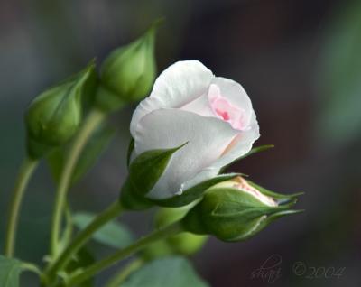 white blush bud