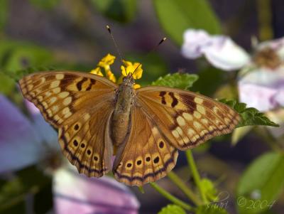 shades of brown