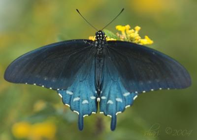 blue butterfly