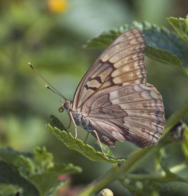 brown butterfly