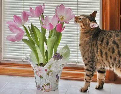 Wake Up and Smell the Tulips