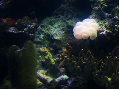 Fish Eggs - Newport Aquarium