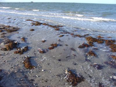 Malmo beach