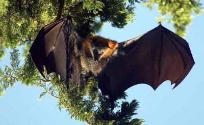 Flying fox or fruit bat