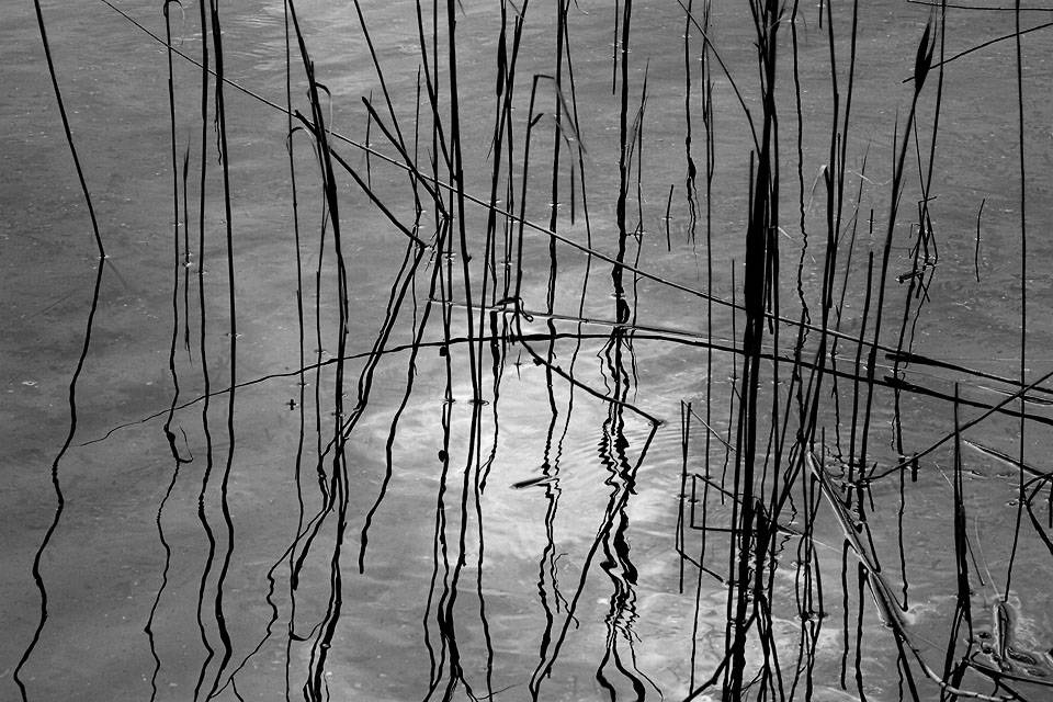 Reeds