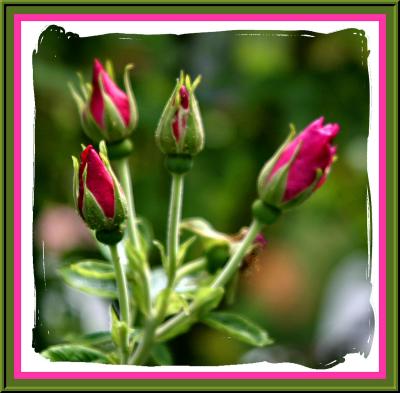 Pooh's Garden - Rose Buds