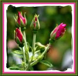 Poohs Garden - Rose Buds