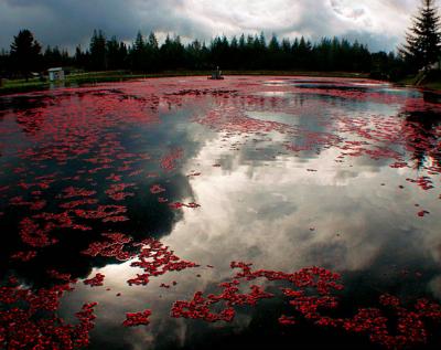 Reflections In A Cranberry Bog