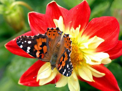 Butterfly And Dahlia