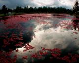 Reflections In A Cranberry Bog