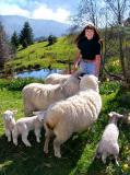 Maurine Among Her Sheep