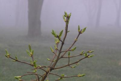 Foggy Sapling