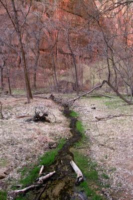 Spring Begins In Zion