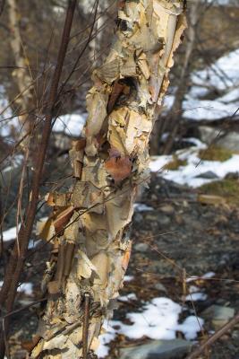 Paper Birch Shedding A Few Pages