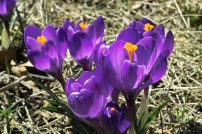 Spring Crocuses