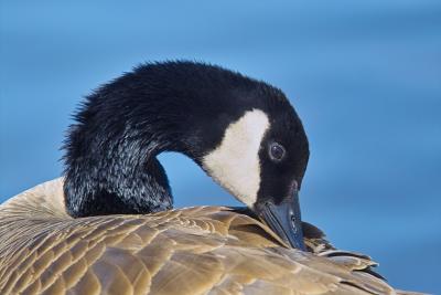 Goose at Virginia Lake