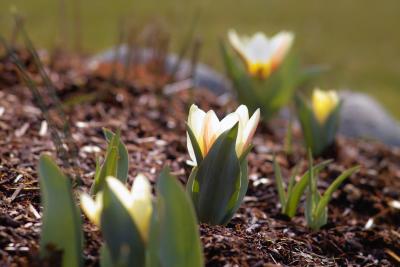 Early Spring flowers