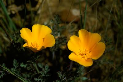 California Poppies